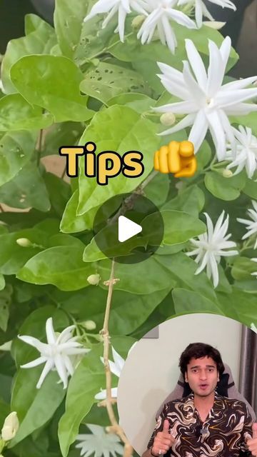 Parijat Flower, Mogra Flower, Portulaca Flowers, Arabian Jasmine, Clematis Plants, Jasmine Plant, Jasmine Flowers, Planting Ideas, Jasmine Flower