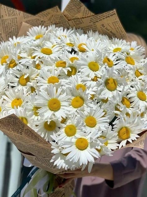 Daisy Flowers Bouquet, Daisies Bouquet, Prettiest Flowers, Skeleton Flower, White Chrysanthemum, Sunflowers And Daisies, Night Sky Photography, Daisy Bouquet, Nothing But Flowers