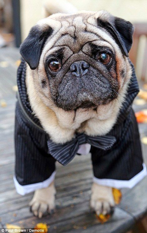 Another pug looked dapper in a pinstriped suit!  What a Dapper Dog! Pinstriped Suit, Dapper Dogs, Hampstead Heath, Monsieur Madame, All Dogs, Looking Dapper, North London, Dogs Of The World, Dog Dresses