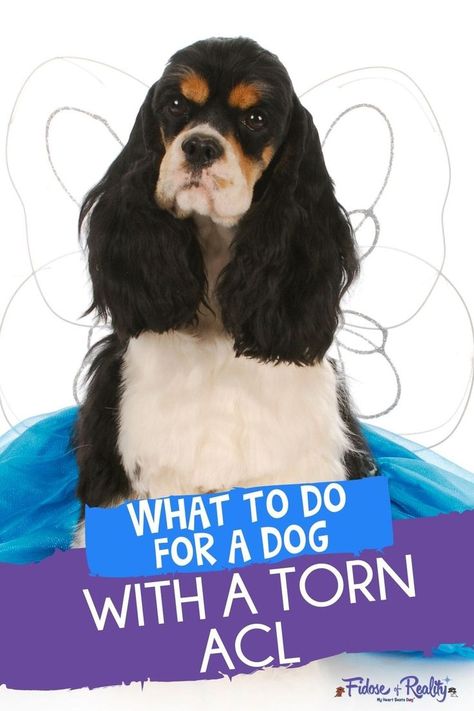 “You have a dog with torn ACL,” the veterinarian shared. “It’s a partial tear, but it could progress to a full tear.” I knew we had a long road ahead, but I wasn’t prepared for my dog to experience two ACL tears within the course of two years. Dog Acl Surgery Recovery, Torn Acl In Dogs, Acl Tear Recovery, Acl Surgery Recovery, Torn Acl, Muscle Tear, Essential Oils Dogs, Acl Surgery, Acl Tear