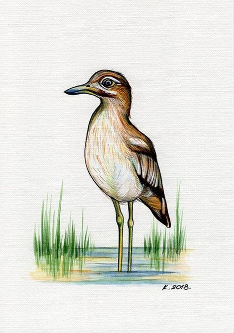 Pencil Art Drawings Nature, Birds Drawing, Birds Watercolor, Drawing Classes, Nature Art Drawings, Landscape Sketch, Colour Pencil, Oil Pastel Drawings, Bird Artwork