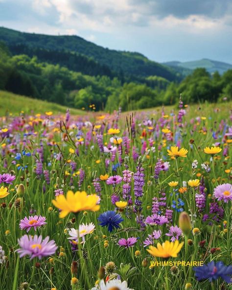 Whimsy Prairie Wildflower Prairie, Country Life Photography, Prairie Aesthetic, Prairie Core, Landscape References, Prairie Flowers, Prairie Flower, Prairie Garden, Wild Flower Meadow