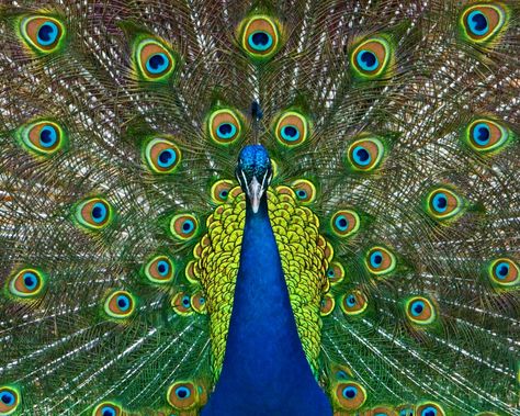 Proud as a Peacock - GenPink Alternate Animal Names, Funny Animal Names, Philadelphia Zoo, Animal Names, Cincinnati Zoo, Alternative Names, Funny Names, Funny Animal Memes, Animal Jokes