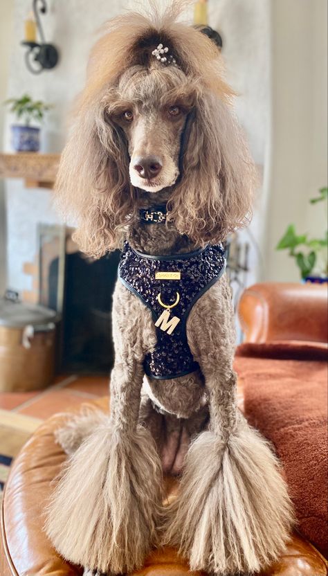 Poodle With Bows In Hair, Standard Poodle Top Knot Styles, Female Poodle Haircut, Miniature Poodle Haircut Styles, Miniature Poodle Haircuts, Standard Poodle Cuts, Poodle Hairstyles, Toy Poodle Haircut, Poodle Haircuts