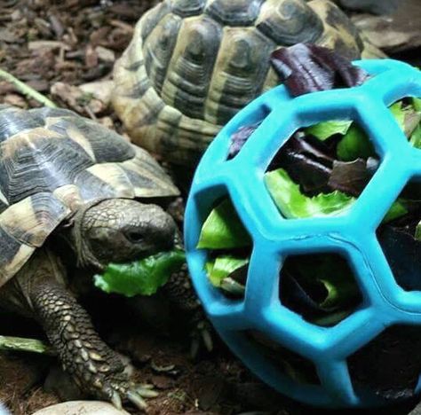 Hol-ee Roller Tortoise Foraging Toy - petdiys.com Turtle Enclosure, Russian Tortoise Diet, Red Footed Tortoise, Turtle Care, Tortoise Food, Tortoise House, Turtle Homes, Tortoise Enclosure, Russian Tortoise