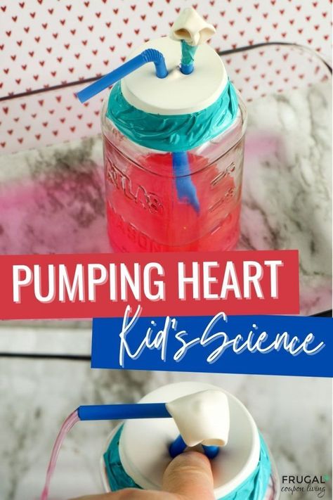 It's so easy to make this working model of the heart! Craft this DIY pumping heart model with your kids for an easy and informative science experiment. With just a few supplies, you can create your very own pumping heart model for some STEM fun at home or create a STEM Challenge science experiment in a homeschool science class or for a science fair. Looking for teacher resources? This makes a great science lesson in the science classroom, too. #FrugalCouponLiving #stem #stemactivities #science Pumping Heart Model, Stem Projects (early Elementary School), Stem Activities For Kids, Heart Model, Working Model, At Home Science Experiments, Heart Craft, Stem Crafts, Preschool Colors