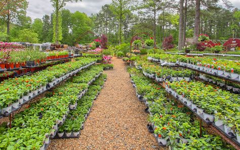 Arkansas Gardening Calendar - The Good Earth Garden Center Arkansas Gardening, Arkansas Garden, Garden Planting Guide, Bird Habitat, Grow Blueberries, Gardening Calendar, August Garden, Landscaping Equipment, Planting Calendar