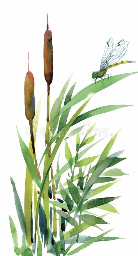 Bullrushes Art, Cattail Drawing, Reeds Drawing, Watercolor Cattails, Cattail Painting, Reeds Illustration, Painting Cattails, Cattails Painting, Cattails Drawing