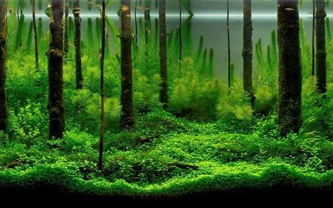 Fish Tank Wallpapers HD Free Download. Forest Aquascape, Tank Wallpaper, Aquascape Design, Aquarium Maintenance, Fresh Water Fish Tank, Nature Aquarium, Aquascape Aquarium, Plant Background, Aquarium Design