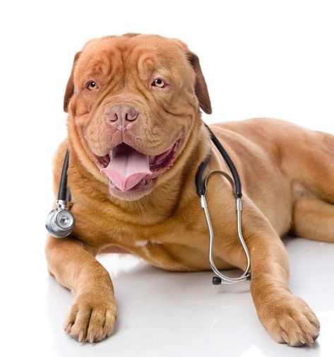 signs a dog in pain Sick Dog Symptoms, Dog Sick, Gourmet Dog Food, Dog Illnesses, Dog Cold, Cold Medicine, Health Questions, Sick Dog, Dog List