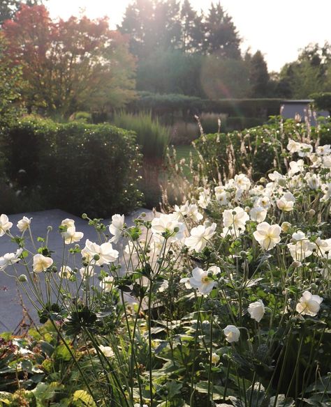 Gavin McWilliam on Instagram: “Anemone × hybrida Honorine Jobert catching the early evening light in our Hertfordshire Garden yesterday. #light #atmosphere #colour…” Anemone Honorine Jobert, Anemone Japonica, Early Evening, Evening Light, Anemone, Planting, Instagram Profile, Plants, On Instagram