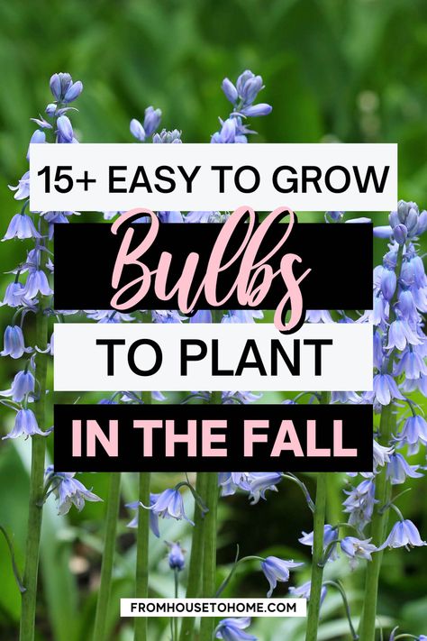 Fall is the best time to plant bulbs that bloom in the spring. Find out which are the best types of bulbs to plant in the fall, including daffodils, alliums and chinodoxa...there's no tulips on this list... Bulbs To Plant In Fall, When To Plant Bulbs, Planting Daffodil Bulbs, Fall Bulb Planting, Planting Tulip Bulbs, Bulb Planting, Plant Bulbs, Fall Gardening, Planting Tulips