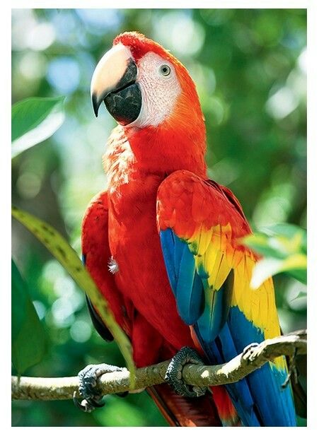 Red Macaw, Pet Birds Parrots, Talking Parrots, Macaw Parrot, Parrot Bird, Pet Bird, Bird Cages, Exotic Birds, Colorful Birds