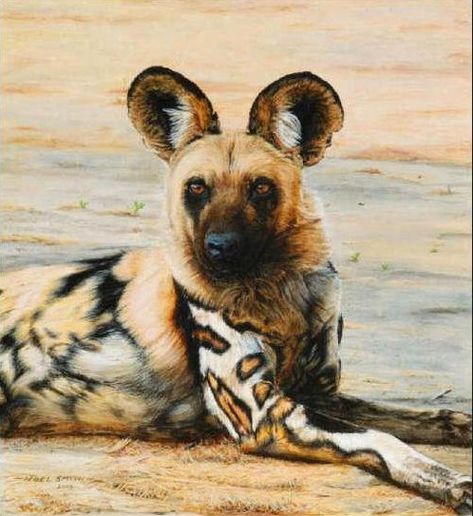 The African wild dog, also called Cape hunting dog or painted dog, typically roams the open plains and sparse woodlands of sub-Saharan Africa. African Hunting Dog, Painted Dog, Wild Dog, African Wild Dog, Hunting Dog, Rare Animals, Endangered Animals, African Wildlife, Wild Dogs