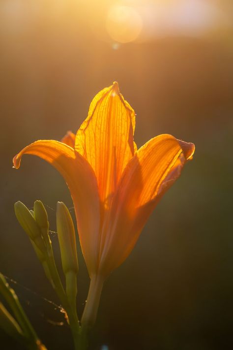 Orange lily flower in sunlight macro photography on a summer day. beautiful, bloom, blooming, blossom, botanical, botany, bright, close up, close-up, closeup, color, day lily, daylily, detail, flora, floral, floral poster, flowering plant, garden, green background, lilium, lily, macro photo, macro photography, natural, nature, wallpaper, outdoor, pestle, petal, petals, pistil, print, spring, stamens, summer day, summertime, sunlight, sunny day, lilies, wildflower, flower, orange, red Flower Macro Photography Close Up, Orange Blossom Aesthetic, Lily Flower Aesthetic, Flowers In Sunlight, Macro Nature Photography, Macro Photography Ideas, Daylily Flower, Orange Lily Flower, Flower Photography Art