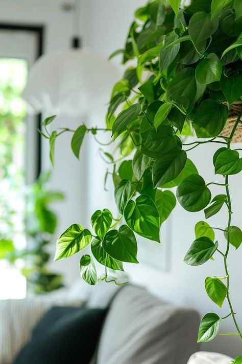 Creative Pothos Climbing Ideas for Lush Spaces Hanging Pathos, Pothos Climbing Ideas, Pothos Climbing, Hanging Pothos, Wall Climbing Plants, Pothos Plant Care, Training Vines, Trellis System, Indoor Oasis