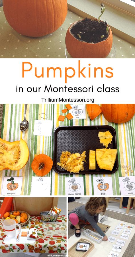 Pumpkins in Our Montessori Class - Trillium Montessori Pumpkin Provocations Preschool, October Montessori Shelves, Montessori Pumpkin Activities, Pumpkin Exploration Preschool, Pumpkin Montessori Activities, October Montessori Activities, Montessori Halloween Activities, Montessori Fall Activities, Montessori Halloween