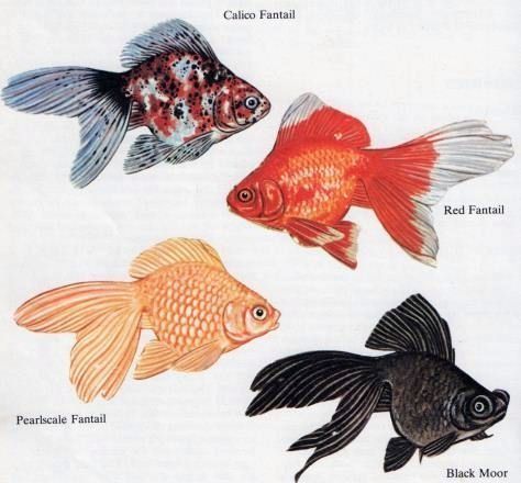 Types  of  fantail  goldfish Goldfish Species, Types Of Goldfish, Pond Tank, Goldfish Types, Goldfish Tattoo, Fantail Goldfish, Goldfish Art, Goldfish Pond, Underwater Light