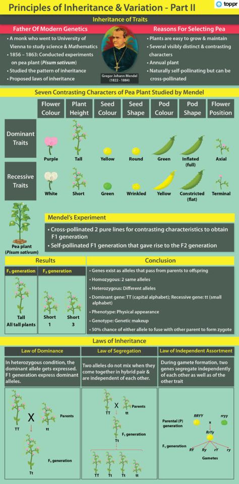 Mendelian Inheritance, Gregor Mendel, Cell Structure, Small Letters, Annual Plants, Biology, Chemistry, Physics, Science