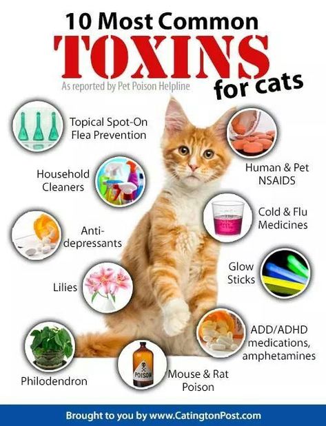 toxic for cats | cat health Cat Health Problems, Katt Grejer, Cat Language, Cat Health Care, Cat Hacks, Cat Care Tips, Kitten Care, Cat Parenting, Haiwan Peliharaan