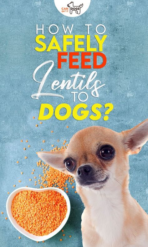 🐕Can dogs eat lentils? Yes, dogs can eat lentils. Lentils have high nutritional value. However, some precautions should be followed to safely feed lentils to dogs. Read more…🐾 #CanDogsEatLentils #DogFood #CanDogsEatIt #CanDogsHaveLentils #LentilsForDogs #AreLentilsGoodForDogs #HealthBenefitsOfLentils #LentilsHealthBenefits #HealthBenefitsOfRedLentils #RedLentilsBenefitsHealth #HealthBenefitsOfGreenLentils #HealthBenefitsOfBrownLentils #GreenLentilsBenefitsHealth #LentilsDogFood #Chihuahua Lentil Cookies, Cooker Dog, Dog Food Recipes Crockpot, How To Make Lentils, Lentils Benefits, Chicken Lentil, Crockpot Turkey, Lentils And Rice, Lentil Stew