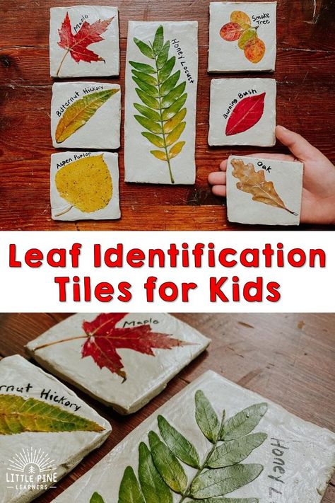 Check out this beautiful leaf identification activity for kids! These leaf tiles are the perfect addition to any nature table and offer a realistic visual of the different types of leaves. These are so easy to make and look beautiful when complete! Oak Leaf Identification, Different Types Of Leaves, Leaf Tiles, Types Of Leaves, Clay Activity, Leaf Identification, Forest School Activities, Leaf Projects, Christian Activities