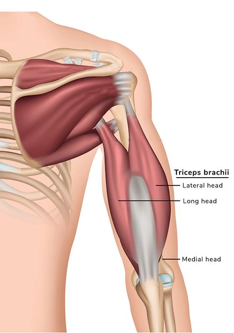 Tricep Muscle Anatomy, Tricep Anatomy, Forearm Muscle Anatomy, Elbow Anatomy, Anatomy Arm, Triceps Brachii Muscle, Infraspinatus Muscle, Body Muscle Anatomy, Muscles Anatomy