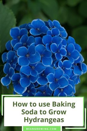 Planting Hydrangeas In Pots, Baking Soda For Hydrangeas, Hydrangea Diseases, Hydrangea Photography, Growing Clematis, Hydrangea Plant Care, Growing Gardenias, Overseeding Lawn, Prune Hydrangeas