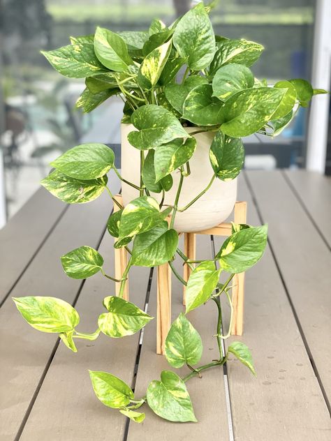 Golden Pothos Care, Pathos Plant, Pothos In Water, Tattoo Plant, Household Plants, Golden Pothos, Pothos Plant, Growing Plants Indoors, Office Plants