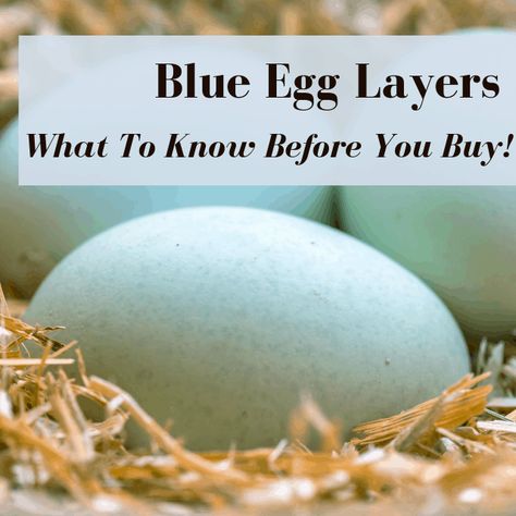 Chickens That Lay Blue Eggs: Buyer's Guide | Pampered Chicken Mama: Raising Backyard Chickens Easter Eggers Eggs, Blue Chicken Eggs, Largest Chicken Breed, Araucana Chickens, Ameraucana Chicken, Easter Egger Chicken, Heritage Chickens, Chicken Raising, Chicken Roost