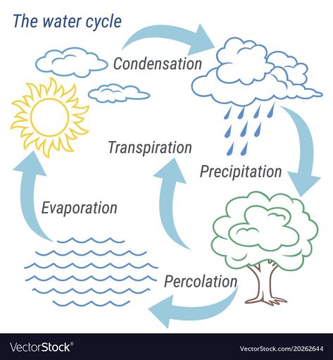 Water Crafts Preschool, Photosynthesis Projects, School Spirit Face Paint, Water In Nature, Rain Cycle, Water Cycle Project, Water Cycle Diagram, Hydrological Cycle, Water Cycle Worksheet