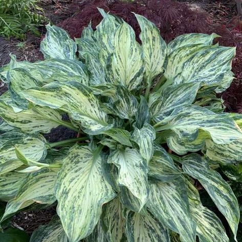 Hosta Landscaping, Moon Gardens, Pictures Of Plants, Hosta Varieties, Landscaped Garden, Goth Garden, Hosta Gardens, Emperors New Clothes, Shade Gardens