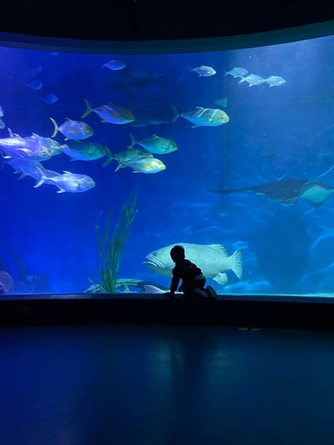 Makeup Asia, Aquarium Photos, Aquarium Pictures, Aquarium Landscape, Future Lifestyle, Marine Biology, Family Outing, Ocean Photography