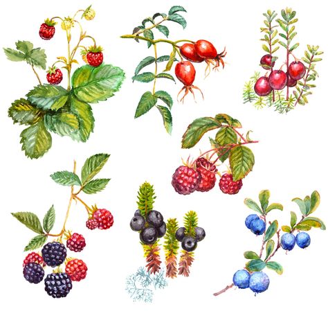 There's no denying our love for raspberries, blueberries, and blackberries, but there's a whole world of berries beyond them worth exploring. The thing is, you probably won't find them at your local grocery store or even the farmers market. This is a guide to berries that are more likely found while foraging for food along roadsides and in your friends' backyards. Akvarel Illustration, Botanisk Illustration, Forest Fruits, Scrapbook Clipart, Wild Forest, Niigata, Berry Wreath, Wild Berry, Fruit Art