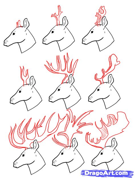 Deer Antlers Side View, Antlers Side View, Horns Side View, Deer Side View, Deer Antlers Drawing, How To Draw Deer, Draw Deer, Antlers Drawing, Antler Drawing