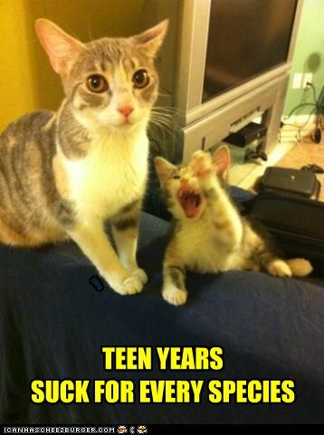 Looks like every species of parents dreads the teenage years Cat Photos, Silly Animals, Funny Cat Memes, Funny Cat Pictures, The Funny, Silly Cats, Funny Animal Pictures, Funny Animal, Crazy Cat Lady