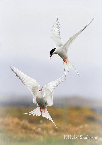 Arctic Terns (Sterna paradisaea) Arctic Tern, British Wildlife, Shorebirds, Birds Tattoo, Sea Birds, Pretty Birds, Bird Photo, Birds Of Prey, Birds Flying