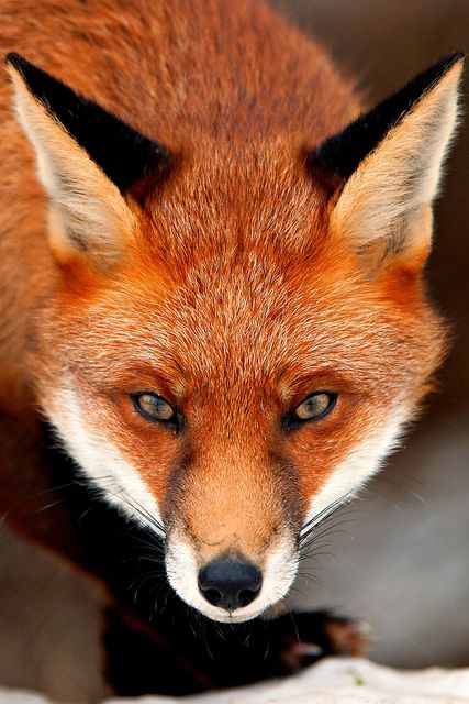 Vulpes Vulpes aka the Red Fox Fuchs Baby, Photo Animaliere, Fox Pictures, Exotic Animals, British Wildlife, Wild Dogs, Cute Fox, Alam Yang Indah, Beautiful Animals