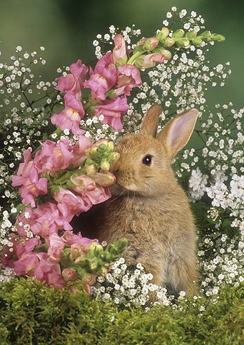 Bunny in Spring Flowers Animals In Spring, Spring Baby Animals, Bunny In Flowers, Bunnies With Flowers, Rabbit And Flowers, Rabbit With Flowers, Bunny And Flowers, Bunnies And Flowers, Bunnies Cute