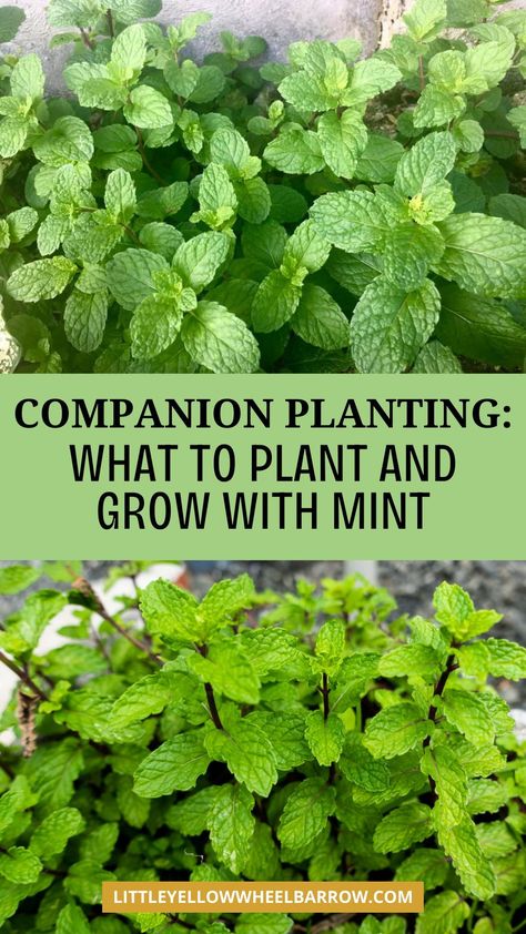 Here are the best plants to plant and grow with mint. The best companion plants for mint plants. What to plant with mint herb plants for the best growth and harvest. Looking for natural ways to improve your vegetable garden? Look no further than companion planting with mint! Our expert guide explores the benefits of growing mint alongside compatible plants, including enhanced yields, healthier crops, and fewer pests. Don't miss out on this essential guide for any eco-conscious gardener. Herb Garden Companion Planting, Growing Mint Outdoors, Mint Companion Planting, Planting Mint, Herb Business, Growing Herbs Inside, Peppermint Plant, Diy Gardening Ideas, Best Companion Plants