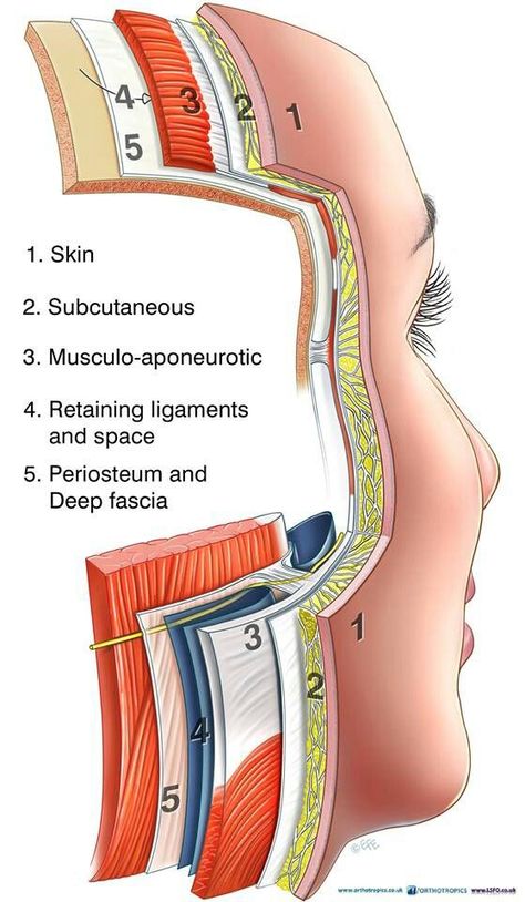 Face Muscles Anatomy, Face Plastic Surgery, Skin Anatomy, Aesthetic Dermatology, Facial Anatomy, Basic Anatomy And Physiology, Skin Moles, Face Anatomy, Human Body Anatomy