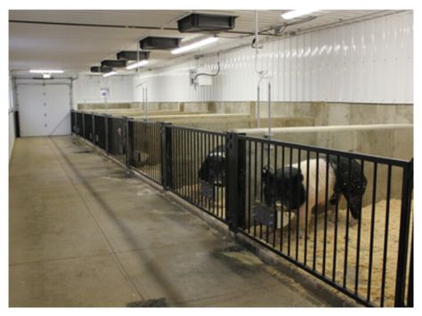 Boar pens Pigs Farming Livestock, Pig Pens, Show Pigs, Hog Farm, Livestock Barn, Barn Layout, Pig Showing, Cattle Barn, Goat Barn