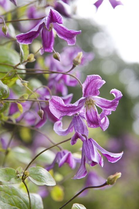 Clematis viticella 'John Treasure' is tough and fast-growing, with red-purple flowers in the summer from July to September. Perfect for growing up a pergola or obelisk, or allow to climb through trees or large shrubs. Lilac Clematis, Clematis Varieties, Purple Clematis, Clematis Plants, Clematis Flower, Clematis Vine, Garden Vines, Shrub Roses, Rare Flowers