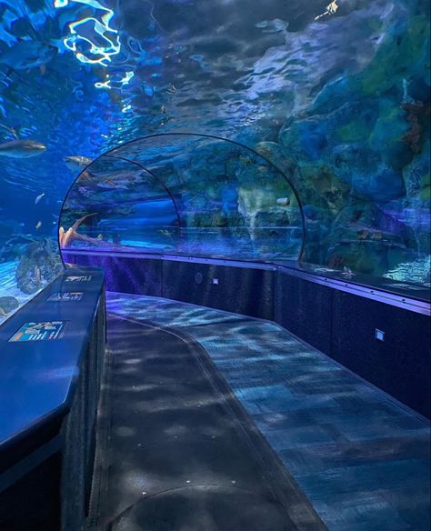 Lucacore Aesthetic, Aquarist Aesthetic, 2000s Aquarium Aesthetic, Dark Aquarium Aesthetic, Aquariums Aesthetic, Aquriam Aesthetic, Aquarian Aesthetic, Blue Aquarium Aesthetic, Undersea Aesthetic