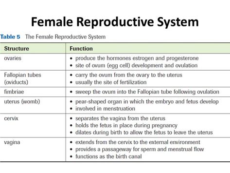 The Reproductive System Notes, Female Reproductive System Anatomy Notes, Female Reproductive System Notes, Female Reproductive System Functions, Reproductive System Notes, Male And Female Reproductive System, Emt Notes, Female Reproductive System Anatomy, Hesi A2