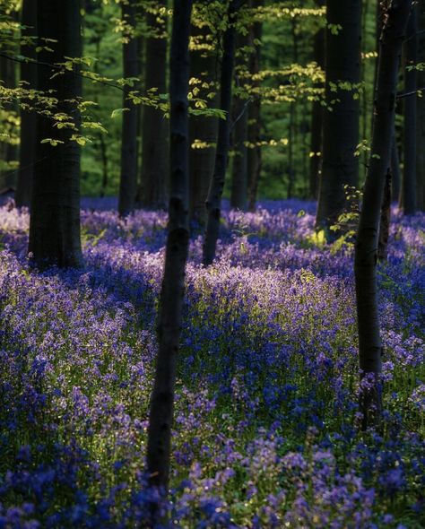 June 21 - Morning light shines in the Blue Forest near Brussels, Belgium (natgeotravel) Bluebell Forest, Bluebell Woods, Farmhouse Garden, Blue Forest, Brussels Belgium, Gcse Art, Forest Art, June 21, Morning Light