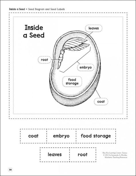 Inside a Seed (Parts of a Seed): Life Science Shoe Box Learning Center Parts Of A Seed Printable, Parts Of A Seed Diagram, Parts Of A Seed, Science Subject, Plant Lessons, Planting For Kids, Plants Unit, First Grade Science, Plant Life Cycle