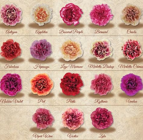 Mini Carnations, Flower Guide, Flower Meanings, Carnation Flower, Wholesale Flowers, April 29, Color Charts, Cut Flowers, Cottage Garden