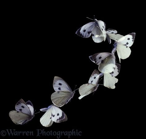 Photograph of Large White Butterfly (Pieris brassicae) female taking off. Rights managed image. Moths Flying, White Moths, Butterfly In Flight, Cabbage Butterfly, Butterflies In Flight, White Moth, Moth Fly, Cabbage Plant, Fly Drawing