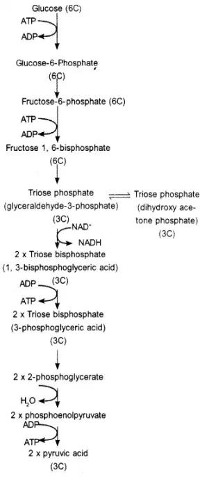 Plus One Botany Notes Chapter 10 Respiration in Plants - A Plus Topper  https://www.aplustopper.com/plus-one-botany-notes-chapter-10/  #AplusTopper #HSSlivePlusOneBotanyNotesKerala #RespirationinPlants Respiration In Plants, Medical Biochemistry, Botany Notes, Anaerobic Respiration, Oxidative Phosphorylation, Citric Acid Cycle, Electron Transport Chain, Krebs Cycle, Plant Notes